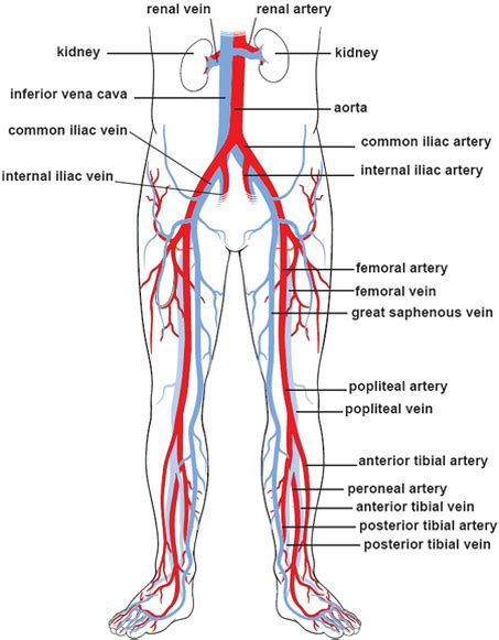 Blood flow through lower body - The Circulatory System