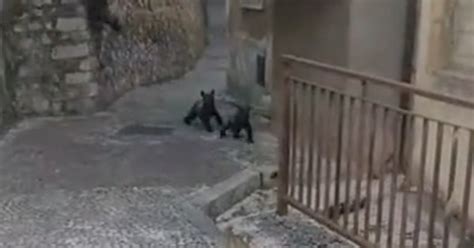 Incontro Ravvicinato Con Mamma Orsa A Spasso Con I Cuccioli Il Tempo