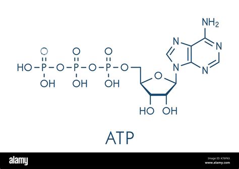 Adenosine Triphosphate Atp Molecule Functions As Neurotransmitter