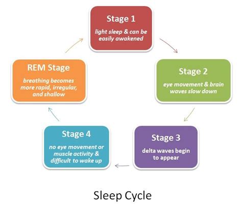 The Stages Of The Sleep Cycle