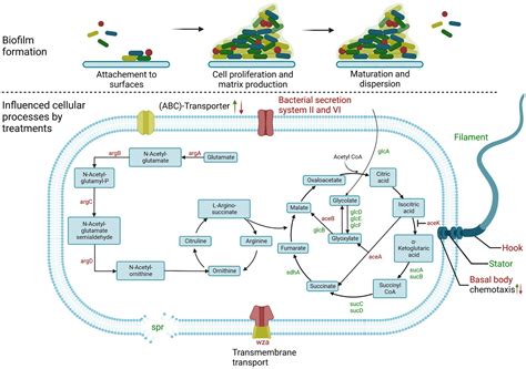 Frontiers Natural Phenolic Compounds As Biofilm Inhibitors Of