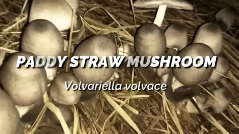 Paddy Straw Mushroom Farming Volvariella Volvacea Youtube