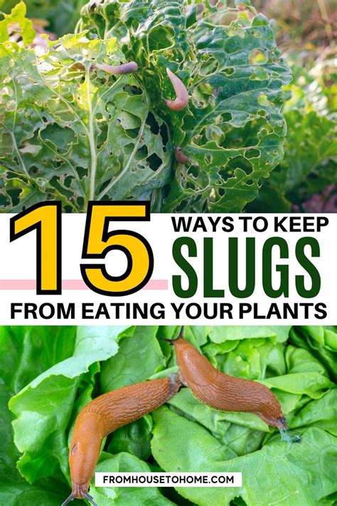 Some Plants And Slugs With The Words Ways To Keep Slugs From Eating