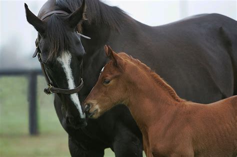 Barastoc | Foal care