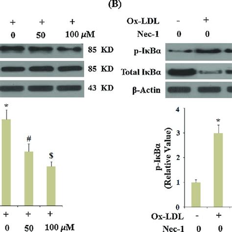 Inactivation Of Rip1 Using Necrostatin 1 Nec 1 Abolished