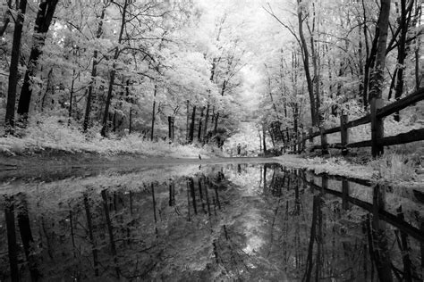 Puddles On The Path By Bill D Portage Creek Bicentennial Park Portage