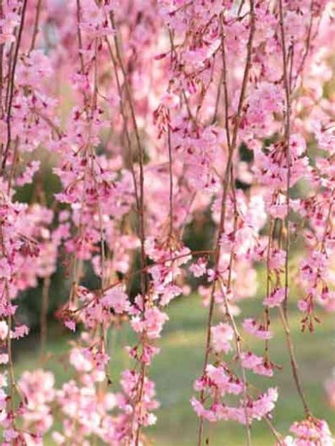 Deciduous Tree Prunus Subhirtella Pendula Rosea Flowering Cherry