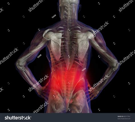 3d Illustration Of Human Male Anatomy And Skeleton Lower Back Pain