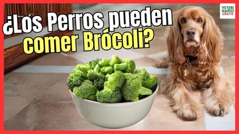 ¿pueden Los Perros Comer Brócoli Beneficios Y Riesgos De Esta Verdura