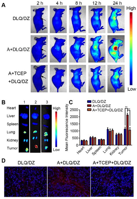 A In Vivo Fluorescence Images Of Mcf Tumor Bearing Nude Mice At