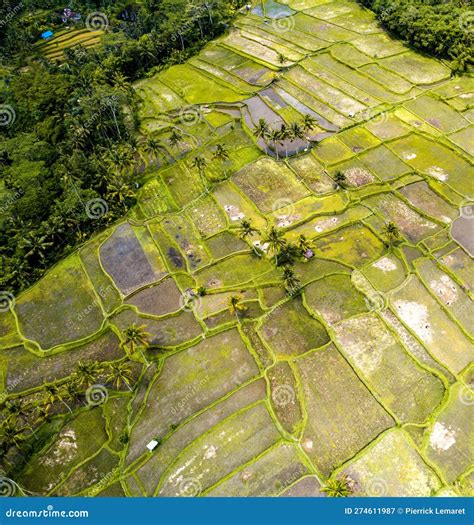 Aerial View Of Desa Mancingan Rice Field In Gianyar Regency Bali