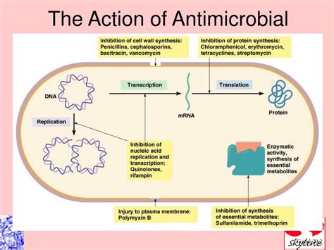 PPT - Antimicrobial Drugs PowerPoint Presentation - ID:410797