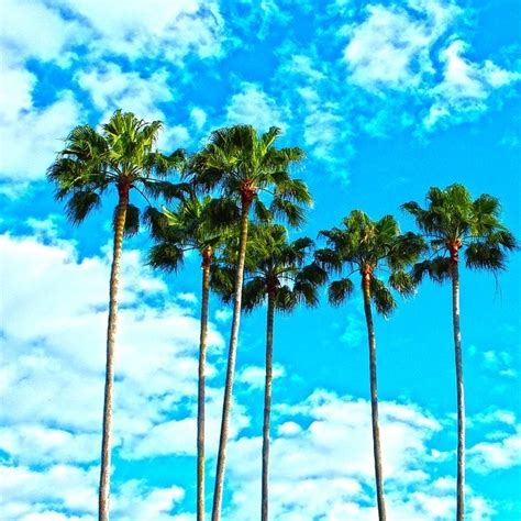 palm trees village   valley