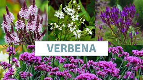 How To Grow Verbena Bonariensis And Verbena Hastata Youtube