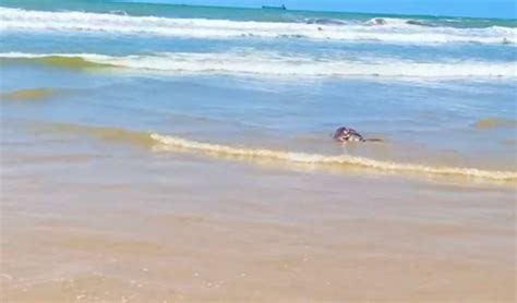 Tartaruga marinha é encontrada morta na Praia do Havaizinho em Aracaju