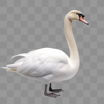 Cisne Aislado Sobre Fondo Transparente PNG Cisne Pájaro Cisne