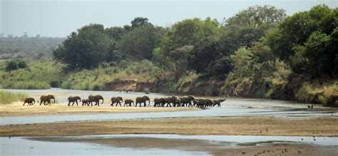 elephant herd crossing lower sabie river kruger national park – MarLa Sink Druzgal