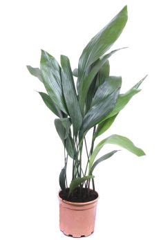 Aspidistra Verzorging Tips Informatie 123planten Nl