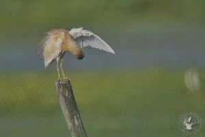 Le Crabier Chevelu Les Oiseaux De Camargue