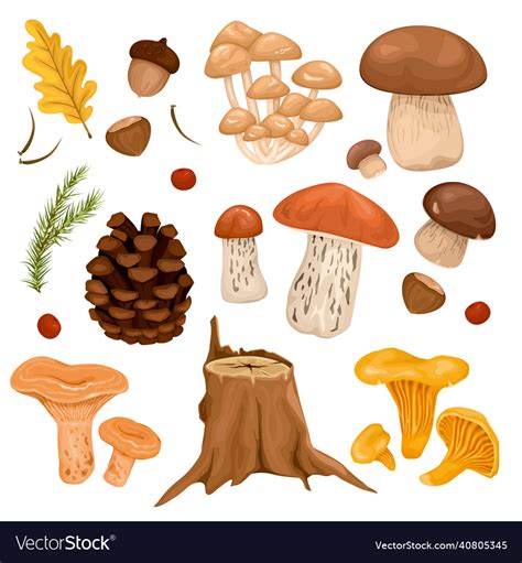 Forest Mushrooms Set Royalty Free Vector Image