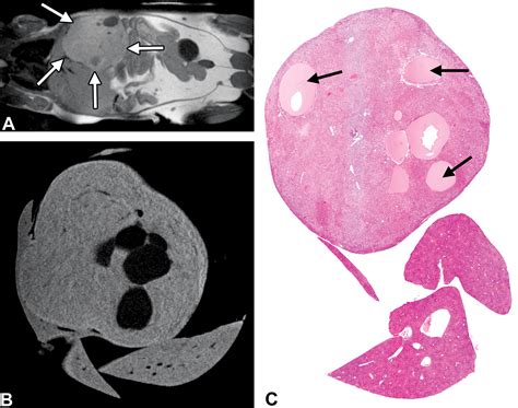 Practical Applications Of In Vivo And Ex Vivo Mri In Toxicologic