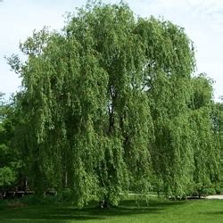 willow tree meaning  urdu  urdu dictionary
