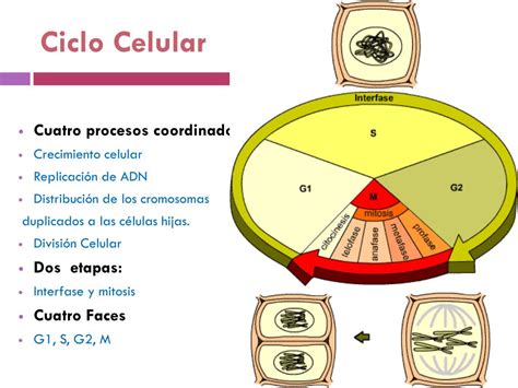 PPT Ciclo Celular y Cáncer PowerPoint Presentation free download