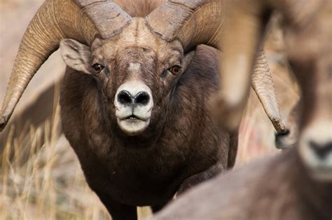 A Tree Falling: Waterton Canyon Bighorn Sheep, Part I