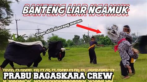bantengg liarr galakk prabu bagaskara crew youtube