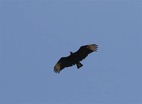 Black Vulture From Presa De Tenango De Las Flores Tenango Pue