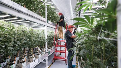 MedMen Cannabis Vertical Farm Increases Yield 157 Percent | Fluence