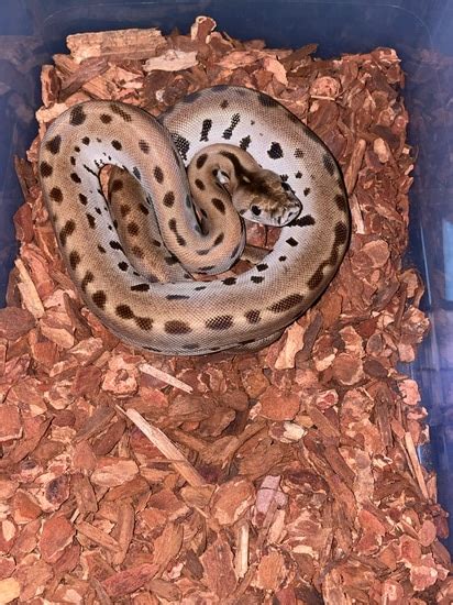 Patternless Het Albino Het Gulf Coast Caramel 50 Het Granite Burmese