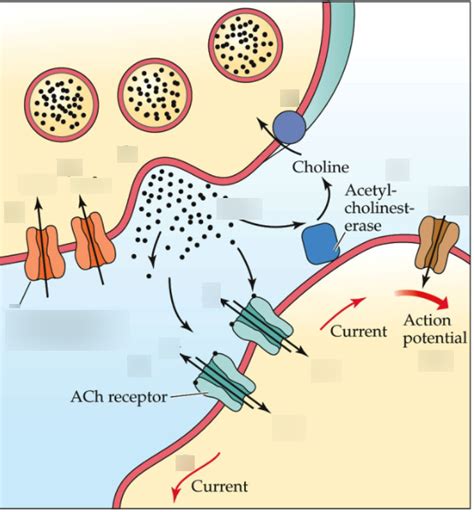 neuromuscular junction Diagram | Quizlet