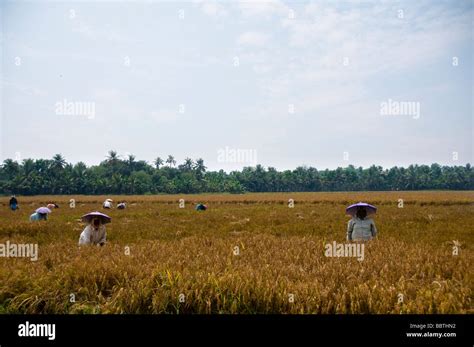 Paddy Fields India Stock Photo Alamy