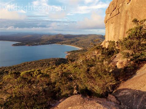 Coles Bay from the slopes of Mount Amos - Wild Sight