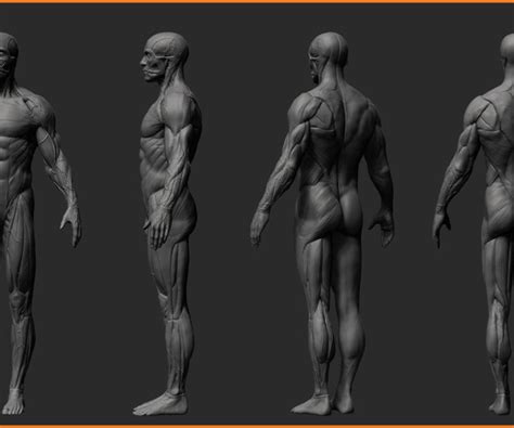 Artstation Ultimate Anatomy Tool Reference For Artists Resources