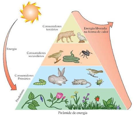 Piramide Cadeia Alimentar - piramide cadeia alimentar dos animais - brainly.com.br