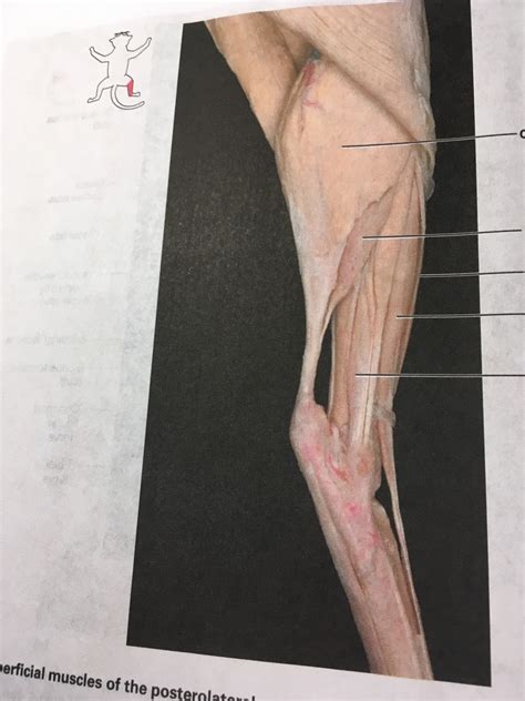 Cat Muscle Diagram Hot Sex Picture