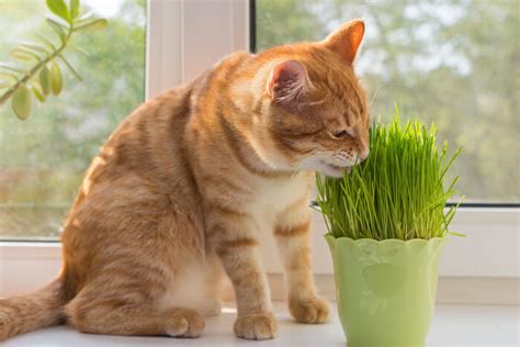 Por que os gatos comem grama você deveria se preocupar Cats