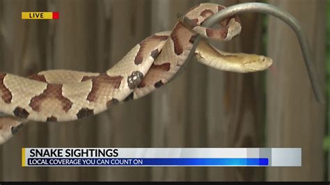 Snake Expert Offers A Look At A Copperhead And A Corn Snake Youtube