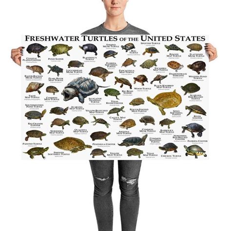 Freshwater Turtles Of The United States Art Print Field Guide Etsy