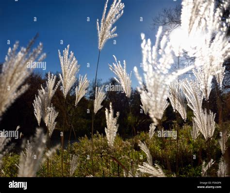 Miscanthus Sinensis Morning Light Hi Res Stock Photography And Images