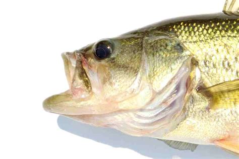 Fish Mouth Shapes Types Positions And Functions Fish Article