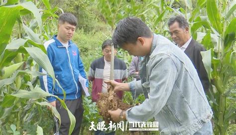 【走向乡村看小康】赫章县双营村：林下套种魔芋 催生致富“魔力”安方