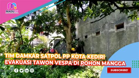 Tim Damkar Satpol PP Kota Kediri Evakuasi Tawon Vespa Di Pohon Mangga