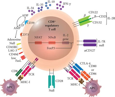 CD8 Treg Lymphocyte CD8 Treg Lymphocytes Have Different Suppression