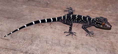 Reptile Database surpasses 10,000 reptile species