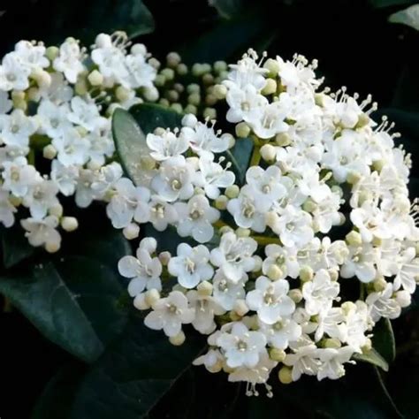 Copito De Nieve Flor Cuidados Y Belleza En Tu Jardín Teleflor