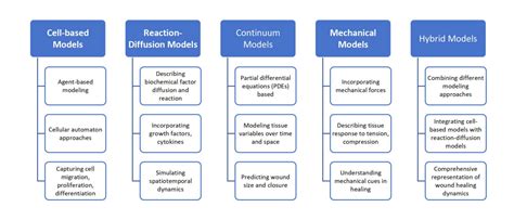 Mathematical Models Of Wound Healing And Tissue Regeneration Insights