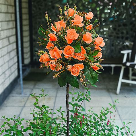 Oranger Rosen Stamm Höhe Ca 50 Cm Online Kaufen Bei Gärtner Pötschke